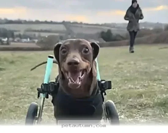 Help Your Dog Thrive in 2026 With These 4 Helpful Mobility Tips