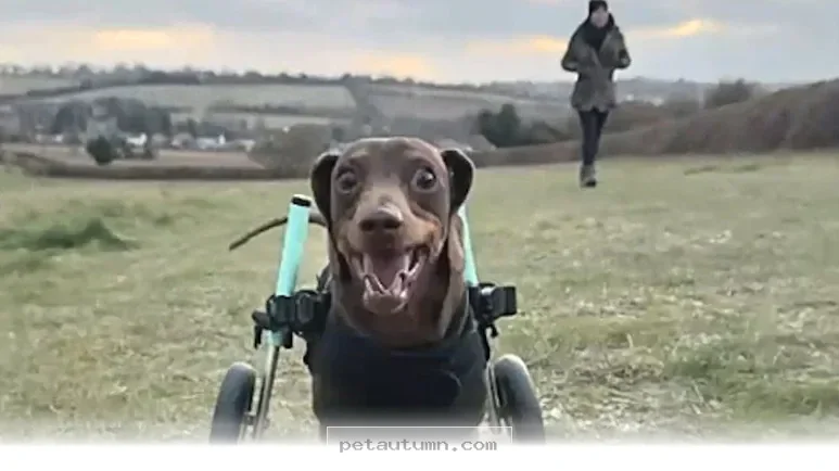 Help Your Dog Thrive in 2026 With These 4 Helpful Mobility Tips