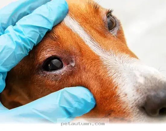 Helpful Guide to 4 Common Pet Eye Problems Every Owner Needs for 2026