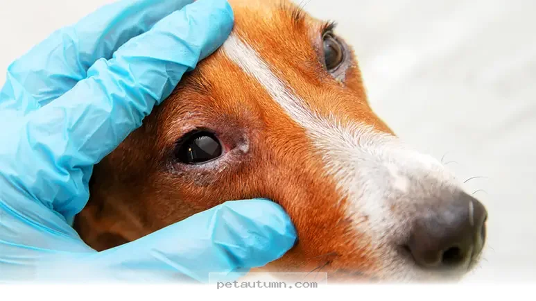 Helpful Guide to 4 Common Pet Eye Problems Every Owner Needs for 2026