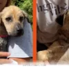 Helpful Tips for Your Dog’s 2026 Healing Journey After a Big Surgery