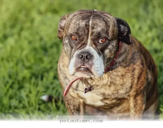 Helping 59% of Our Beloved Dogs Live Healthier Lives in 2026