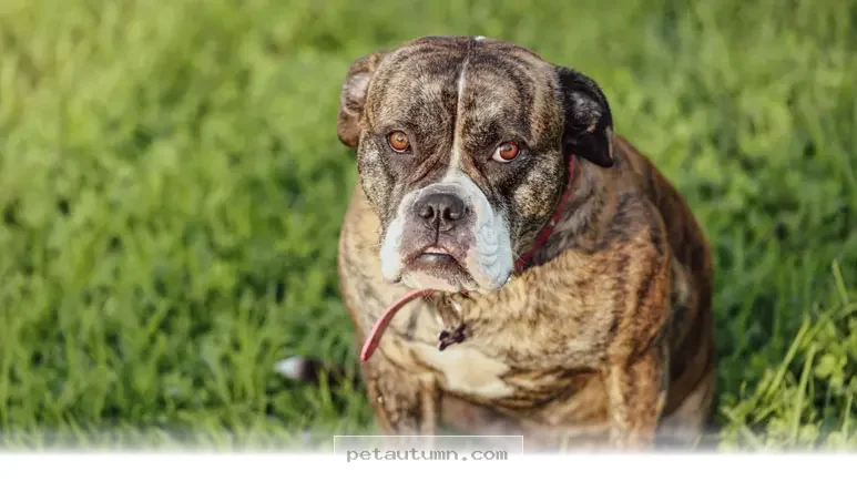Helping 59% of Our Beloved Dogs Live Healthier Lives in 2026