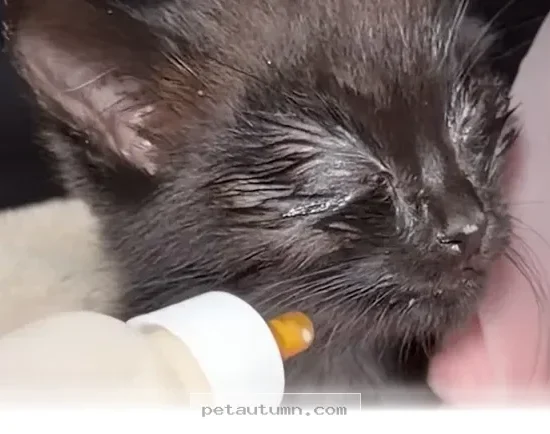 How 1 Brave Little Kitten Survived Against All Odds in 2026