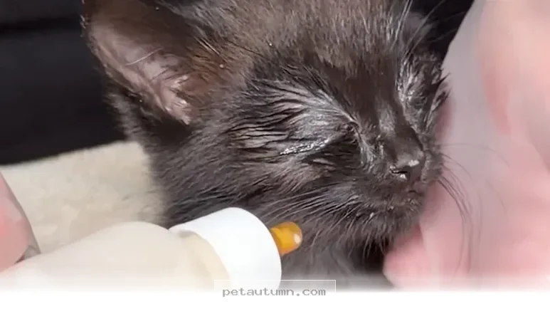 How 1 Brave Little Kitten Survived Against All Odds in 2026