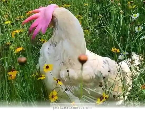 How 1 Lucky Hen Found a Fresh Start in Our 2026 Backyard Rescue Story