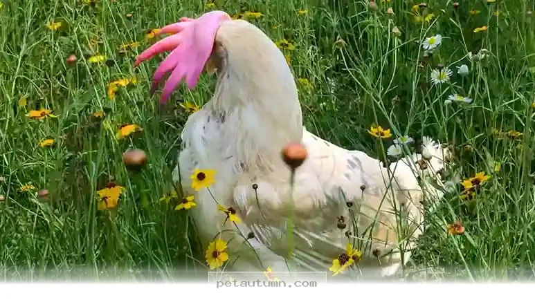How 1 Lucky Hen Found a Fresh Start in Our 2026 Backyard Rescue Story