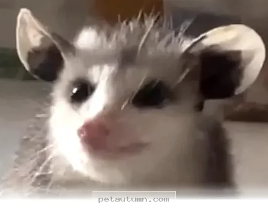 How 1 Lucky Possum Finally Settled Into Her Forever Home During 2026