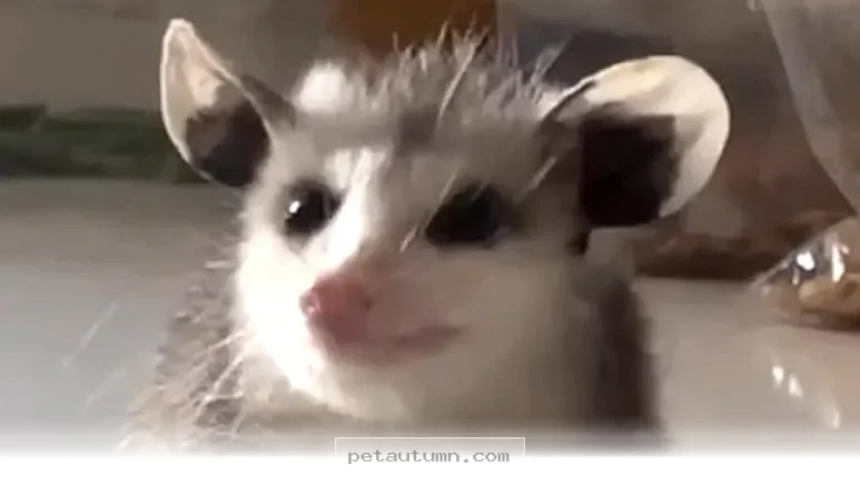 How 1 Lucky Possum Finally Settled Into Her Forever Home During 2026