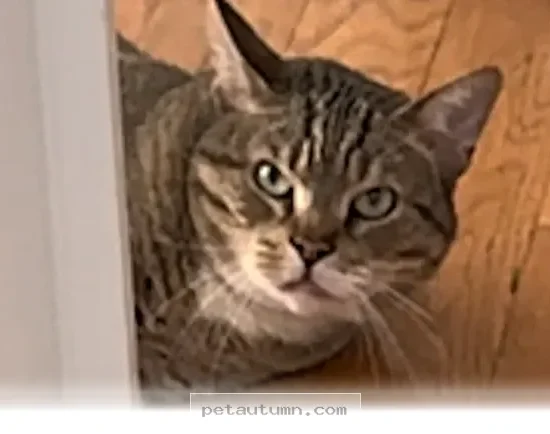 How 1 Rescue Cat Finally Found Happiness and Love in Your 2026 Home