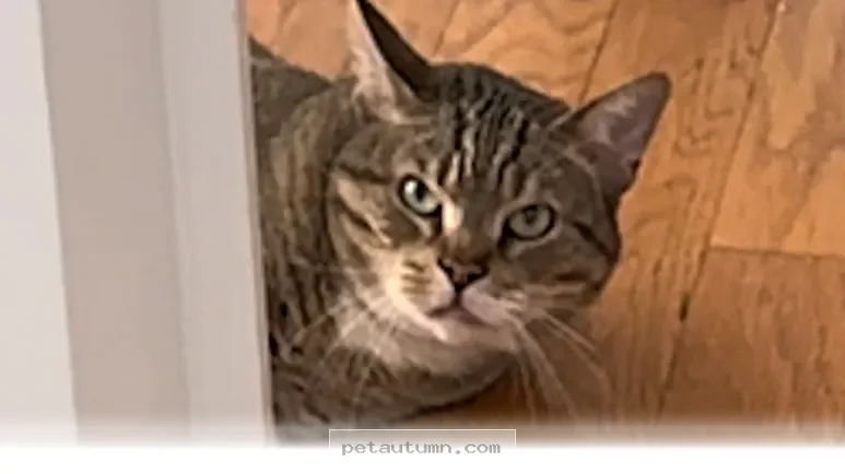 How 1 Rescue Cat Finally Found Happiness and Love in Your 2026 Home