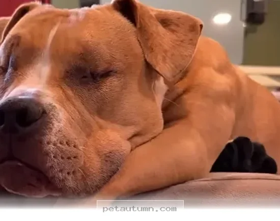 How 1 Special Blind Dog Finally Found Her Forever Home in 2026