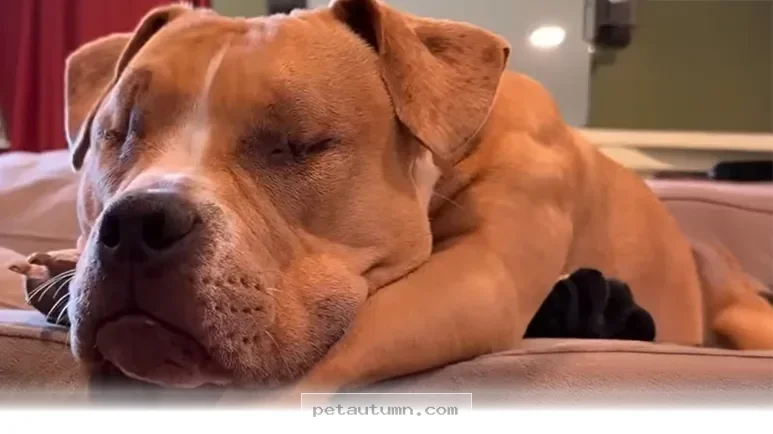 How 1 Special Blind Dog Finally Found Her Forever Home in 2026