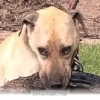 How 1 Special Dog Changed Everything for Our Family in 2026