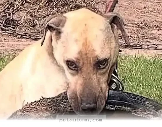 How 1 Special Dog Changed Everything for Our Family in 2026