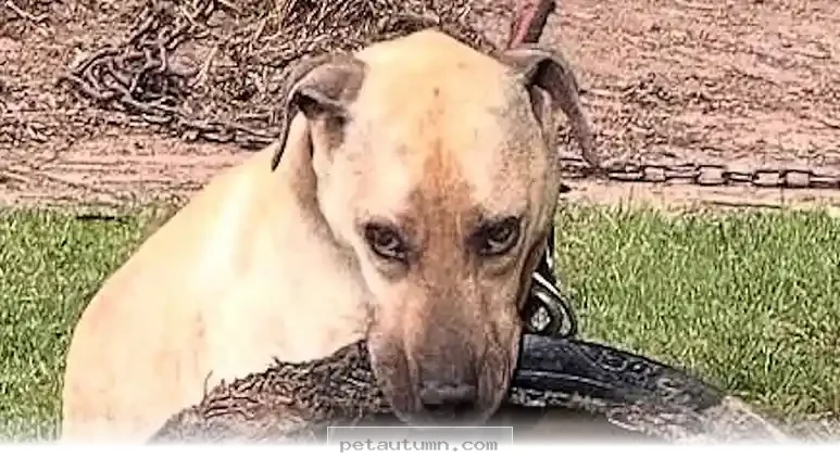 How 1 Special Dog Changed Everything for Our Family in 2026