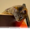 How 2 Pets Built a Beautiful Bond That Lasted Through All 2026