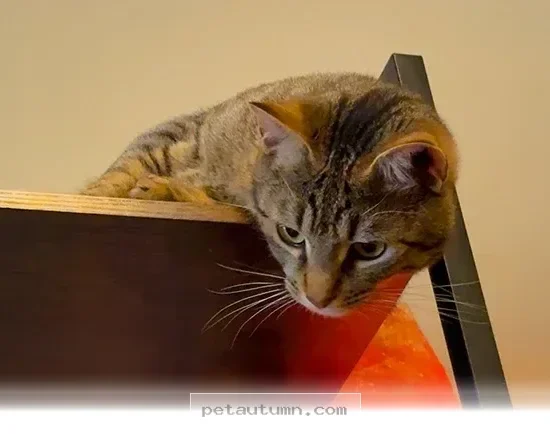 How 2 Pets Built a Beautiful Bond That Lasted Through All 2026
