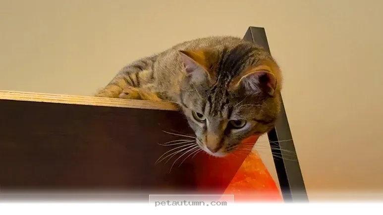 How 2 Pets Built a Beautiful Bond That Lasted Through All 2026