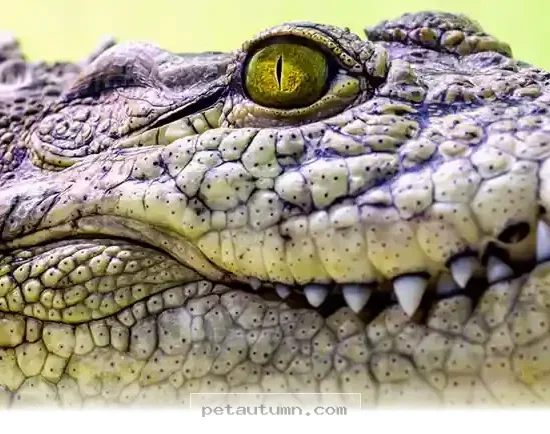 How 2026 Research Explains Why Crocodile Vision Is Perfect For Hiding