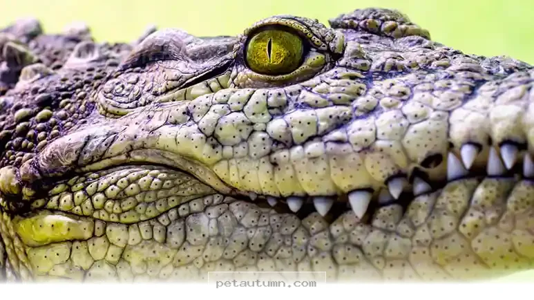 How 2026 Research Explains Why Crocodile Vision Is Perfect For Hiding