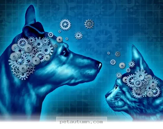 How 5 Ways to Support Your Aging Pet's Cognitive Health in 2026