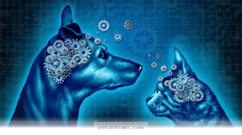 How 5 Ways to Support Your Aging Pet’s Cognitive Health in 2026