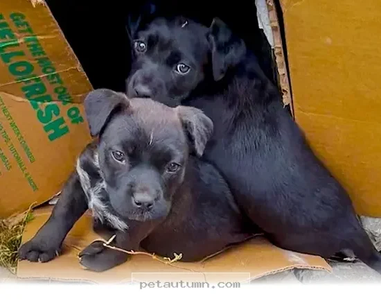 How 7 Small Puppies Found Their Forever Homes During the 2026 Rescue