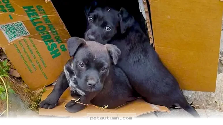 How 7 Small Puppies Found Their Forever Homes During the 2026 Rescue