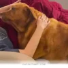 How One 100-Pound Rescue Pup Found a Loving Forever Home in 2026