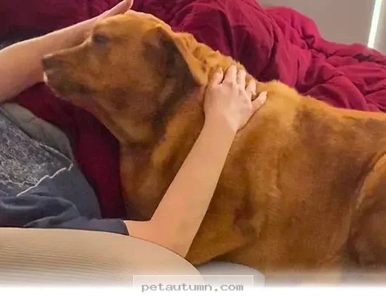How One 100-Pound Rescue Pup Found a Loving Forever Home in 2026
