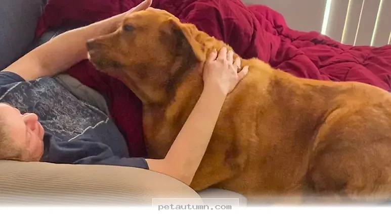 How One 100-Pound Rescue Pup Found a Loving Forever Home in 2026
