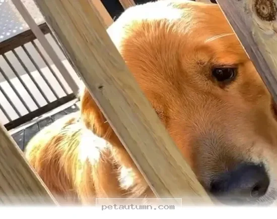 How to Care for Your Sensitive Dog in 2026 With These 5 Simple Tips