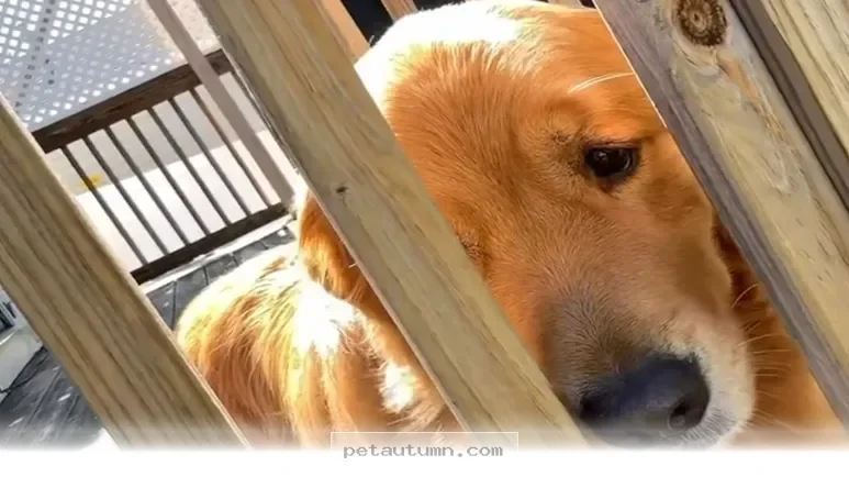How to Care for Your Sensitive Dog in 2026 With These 5 Simple Tips