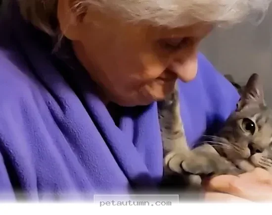 How to Help Your 2 Senior Pets Get Along Happily Throughout 2026