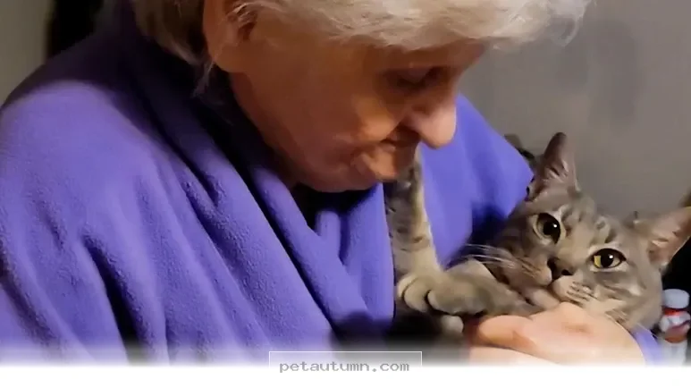 How to Help Your 2 Senior Pets Get Along Happily Throughout 2026