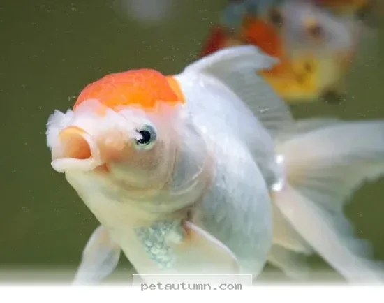 How to Keep Your 5 Fish Happy and Healthy in Your Home During 2026