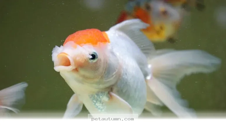 How to Keep Your 5 Fish Happy and Healthy in Your Home During 2026