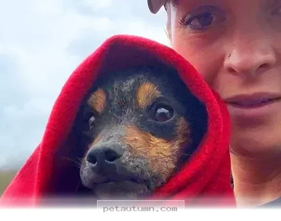How to Rescue and Care for a Stray Puppy You Find in 2026