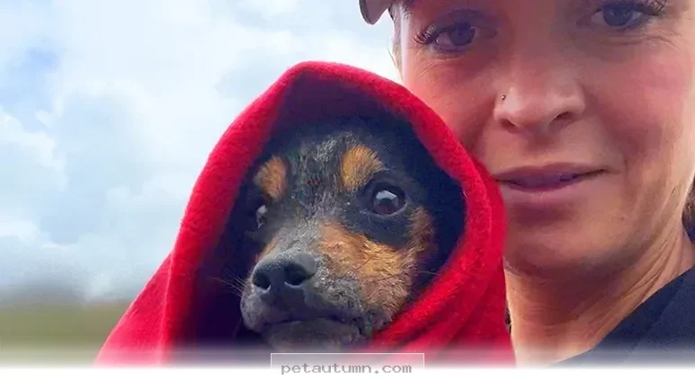 How to Rescue and Care for a Stray Puppy You Find in 2026