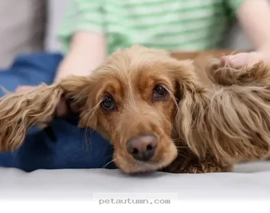 How to Spot 5 Ways Your Dog Feels Uncomfortable Around Kids in 2026