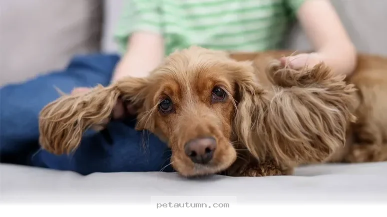 How to Spot 5 Ways Your Dog Feels Uncomfortable Around Kids in 2026