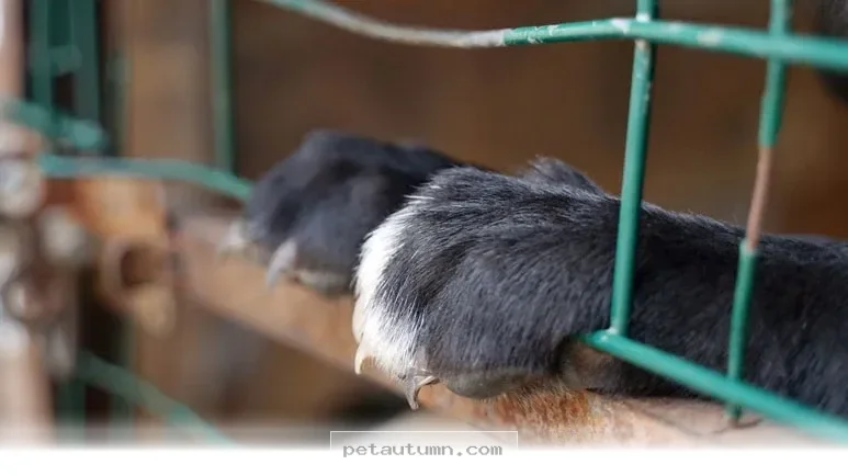 How to Spot a Reputable Pet Rescue Shelter in Your Area During 2026