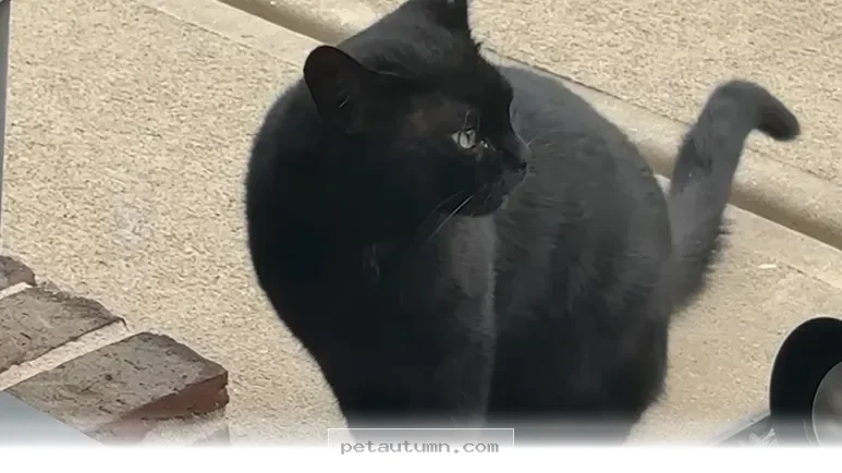 How to Welcome Your New Stray Cat Home for a Happy 2026 Together