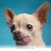 Important Health Facts Pet Owners Should Know For Your 2026 Pets