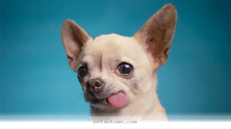 Important Health Facts Pet Owners Should Know For Your 2026 Pets