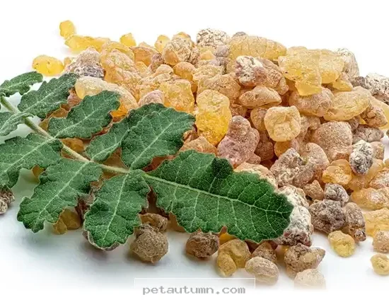 Improve Your Senior Dog’s Mobility With 1 Natural Herb in 2026