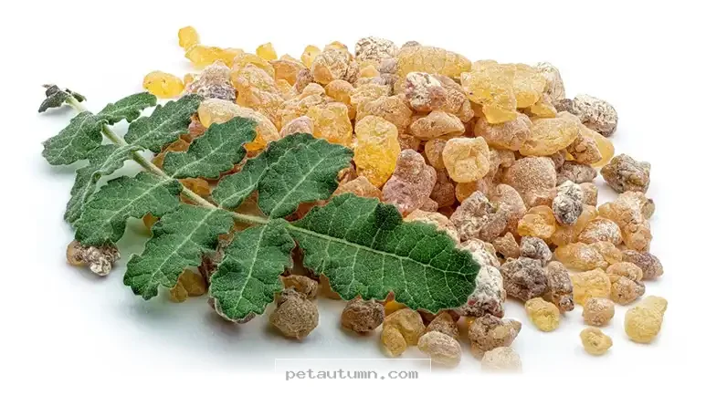 Improve Your Senior Dog’s Mobility With 1 Natural Herb in 2026