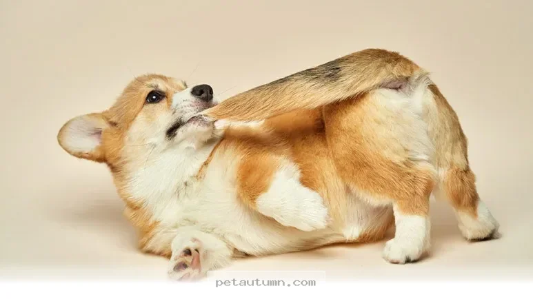 Managing 5 Common Behavioral Changes in Your Pet During 2026