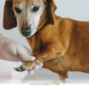 Protect Your Dog From 5 Hidden Health Risks in 2026 With These Tips